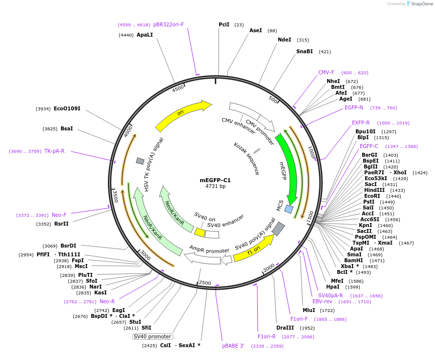 54759-plasmid-map-sequence-id-320190