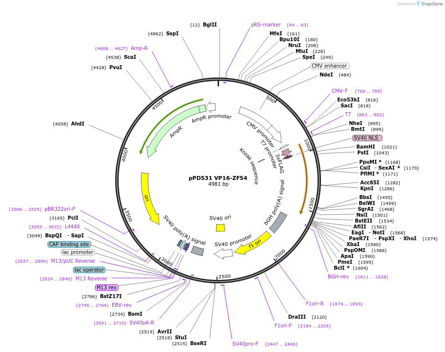 138762-plasmid-map-sequence-id-320191