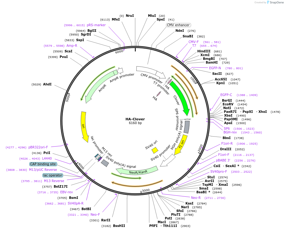 320193_map