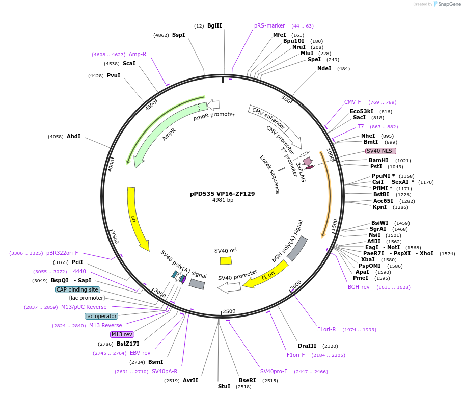 138768-plasmid-map-sequence-id-320212