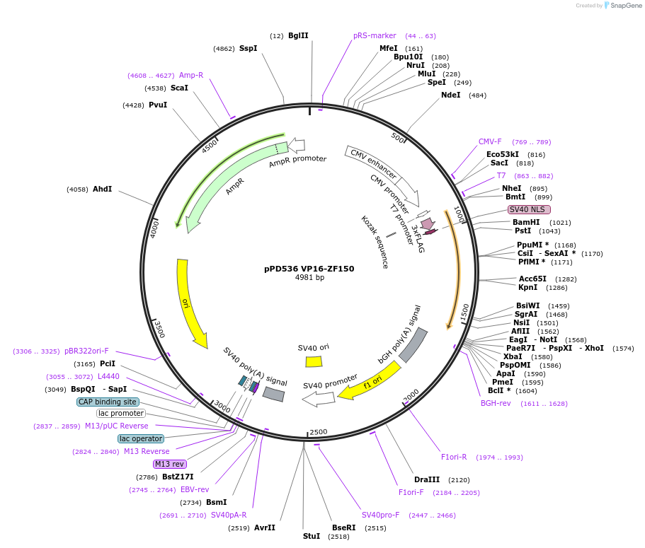 138769-plasmid-map-sequence-id-320216
