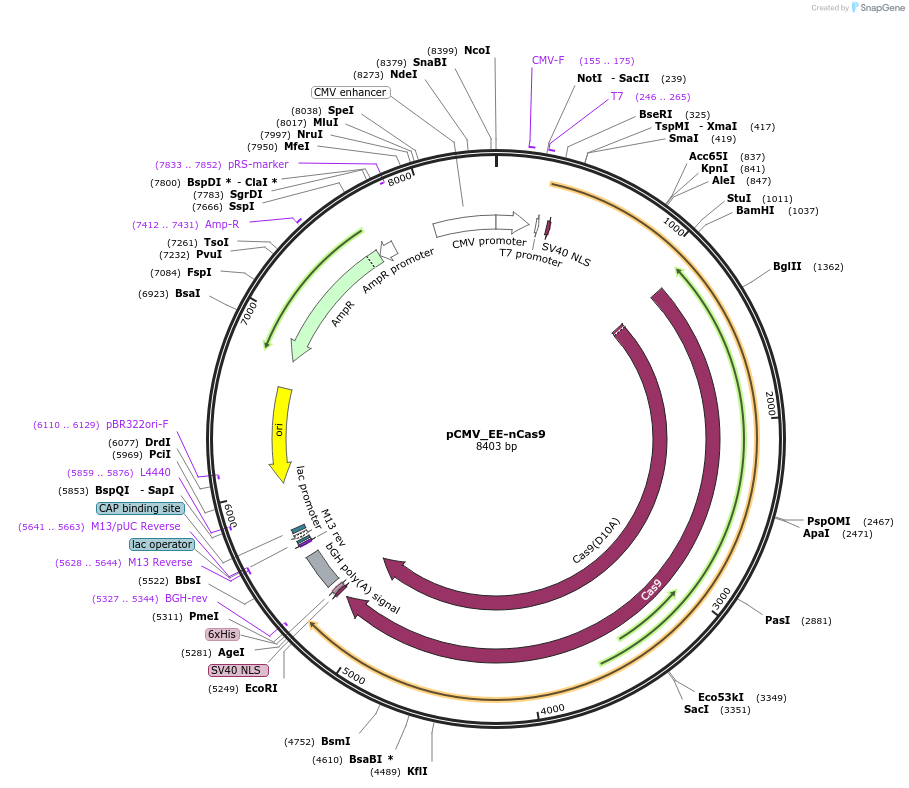 163541-plasmid-map-sequence-id-320227