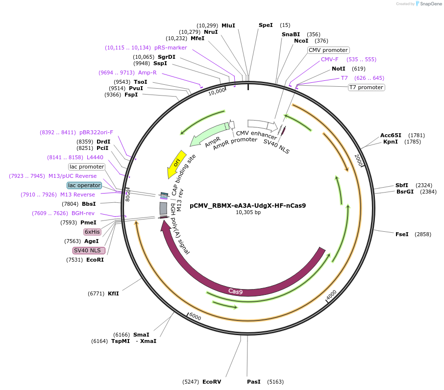 163548-plasmid-map-sequence-id-320228
