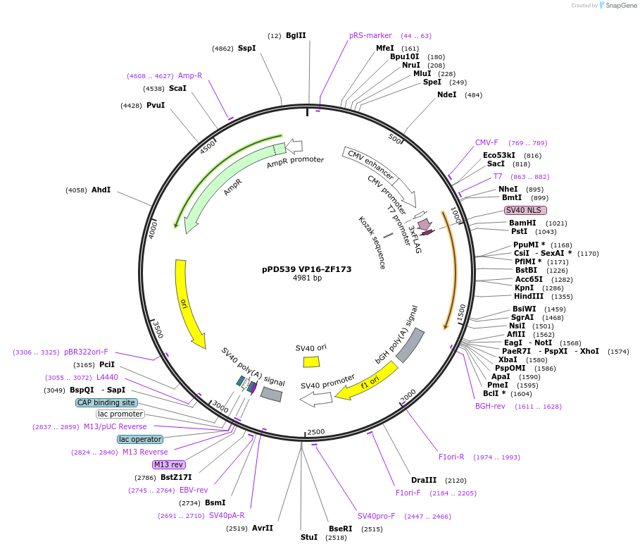 138773-plasmid-map-sequence-id-320231