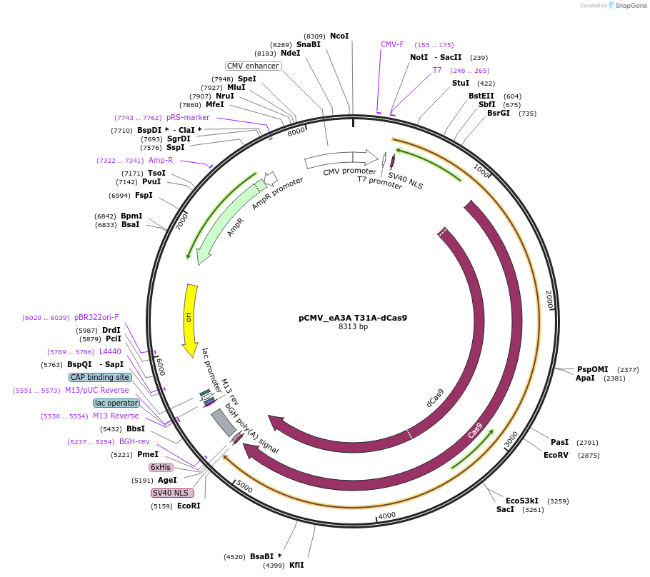 163537-plasmid-map-sequence-id-320242