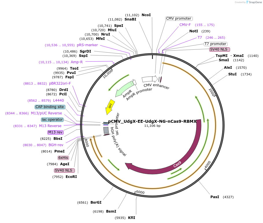 163571-plasmid-map-sequence-id-320243