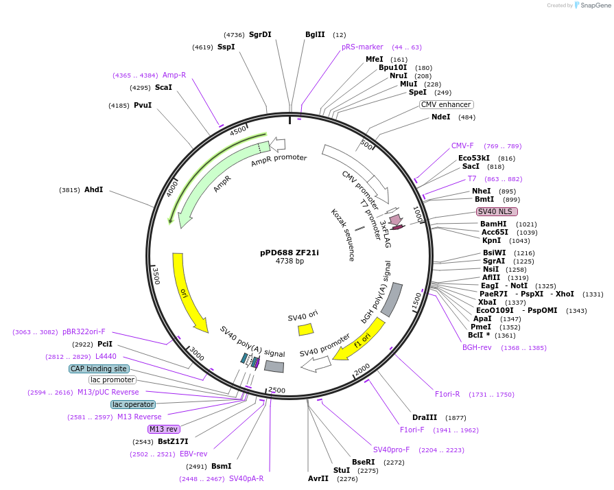 138776-plasmid-map-sequence-id-320248