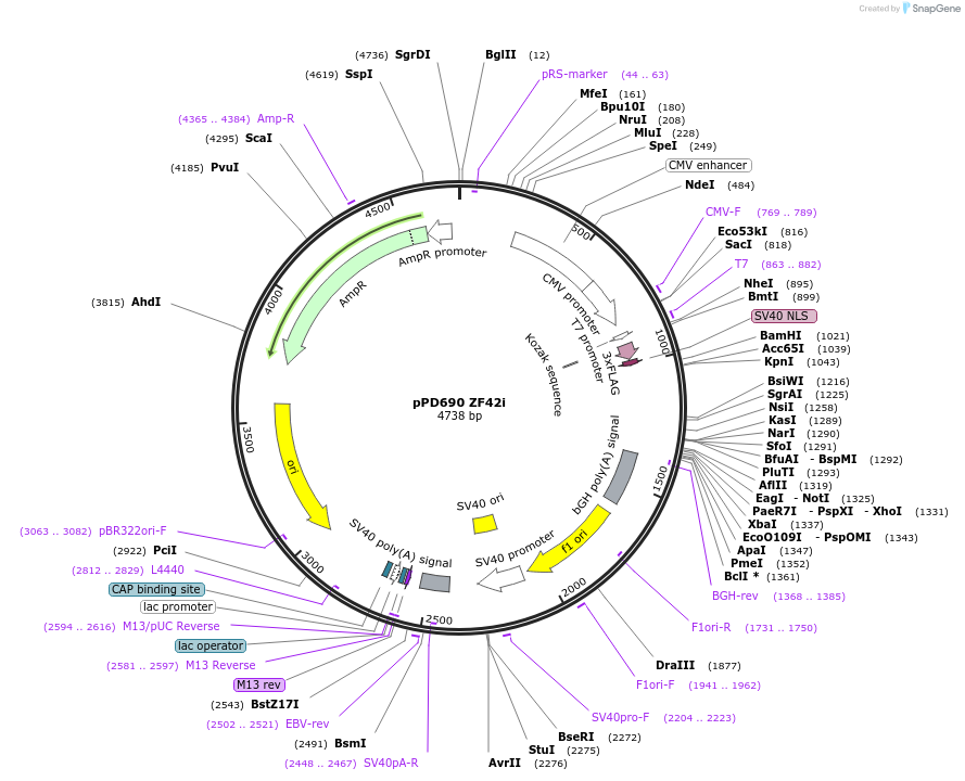 138779-plasmid-map-sequence-id-320259