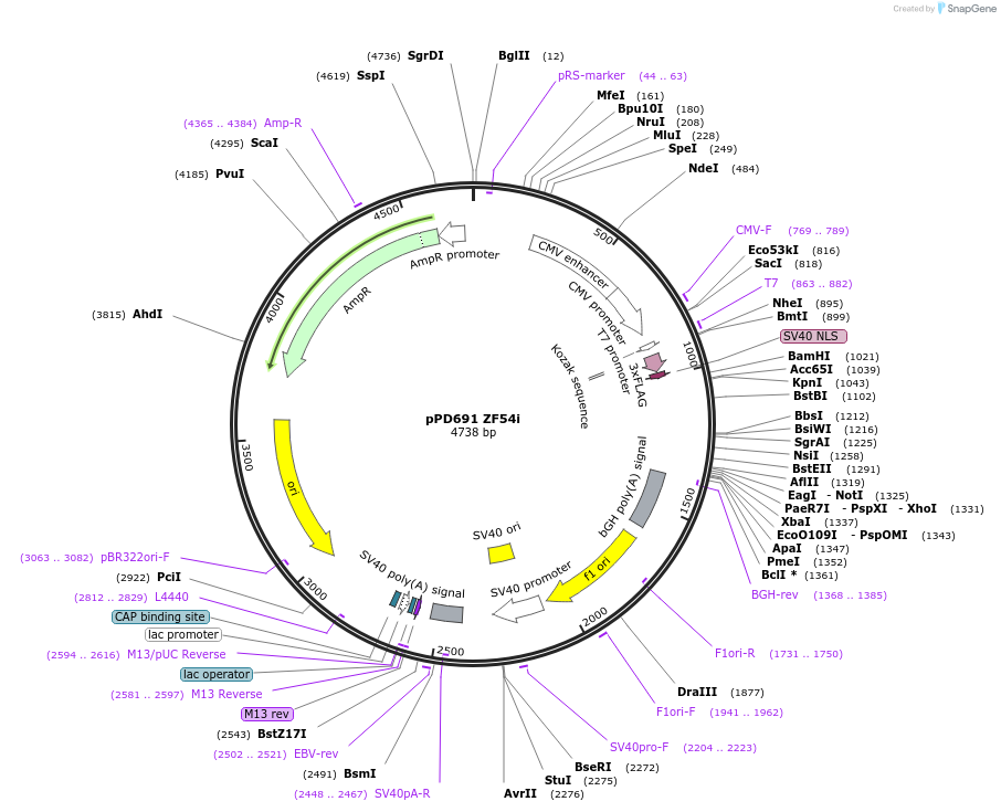 138781-plasmid-map-sequence-id-320262