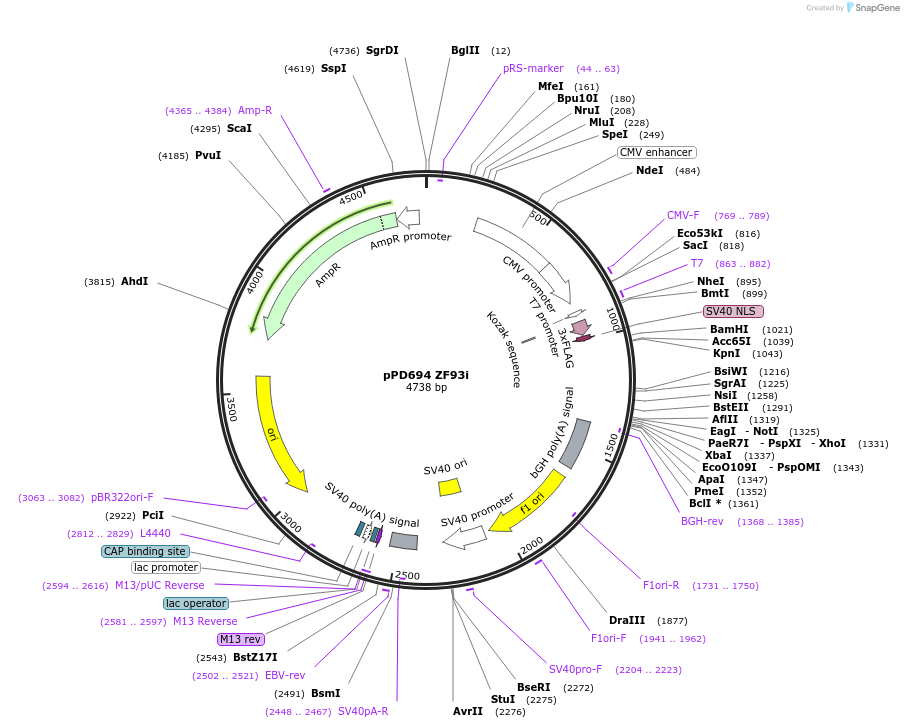 138785-plasmid-map-sequence-id-320275
