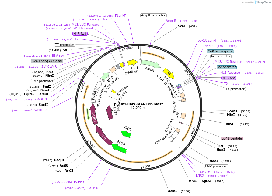 160550-plasmid-map-sequence-id-320277