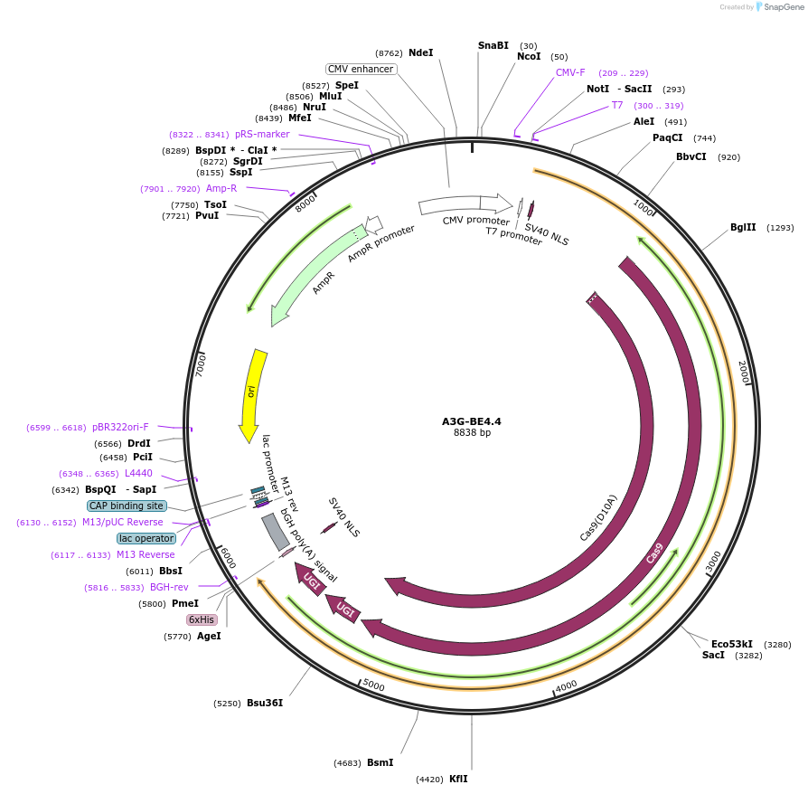 163636-plasmid-map-sequence-id-320295