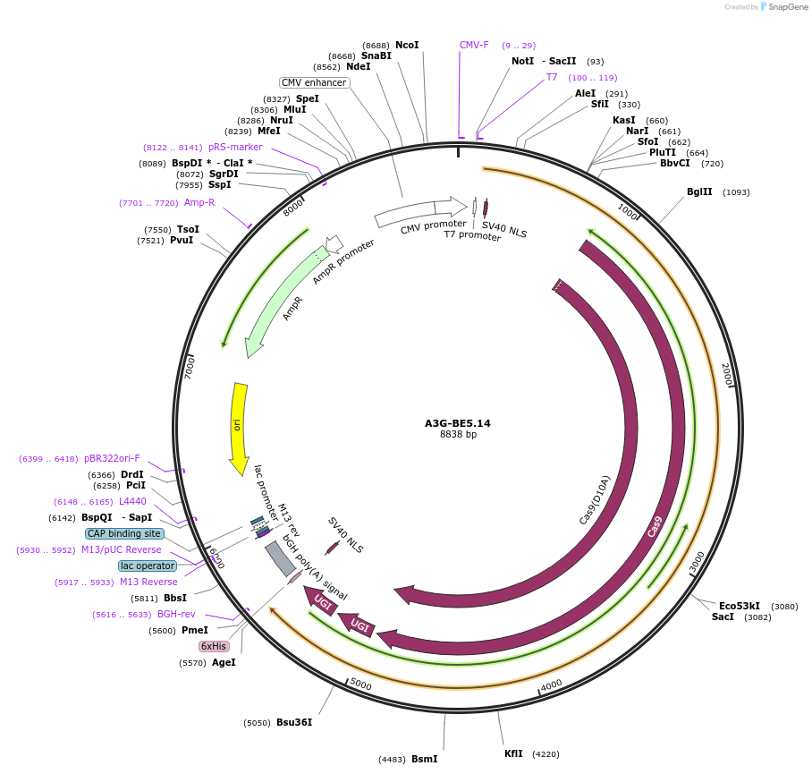 163638-plasmid-map-sequence-id-320315