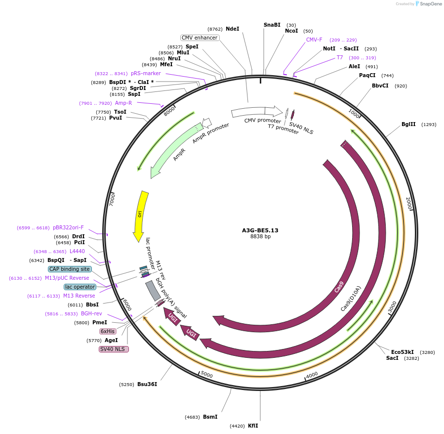 163637-plasmid-map-sequence-id-320316