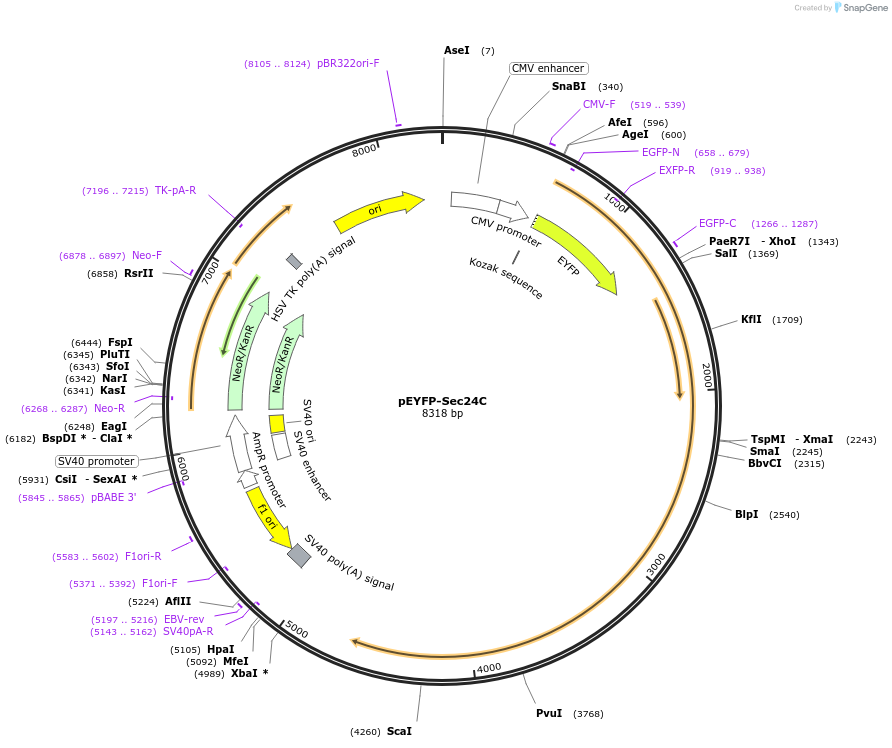 66608-plasmid-map-sequence-id-320317