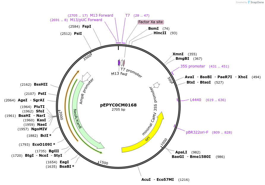 154598-plasmid-map-sequence-id-320318