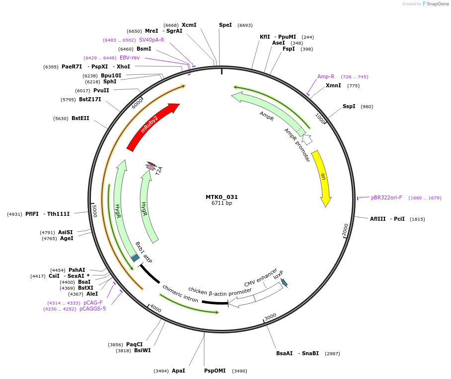 123970-plasmid-map-sequence-id-320322