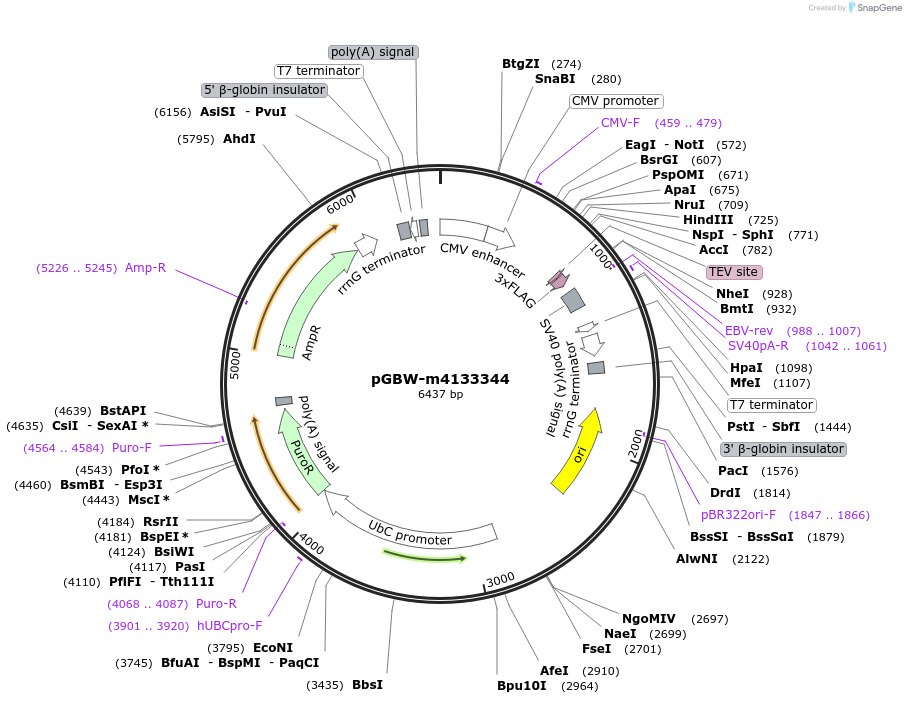 152152-plasmid-map-sequence-id-320327