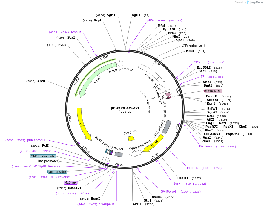 138787-plasmid-map-sequence-id-320354