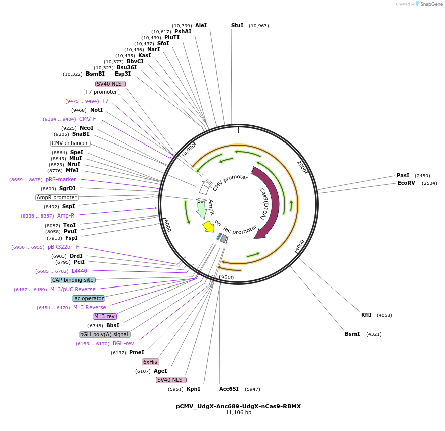 163552-plasmid-map-sequence-id-320355