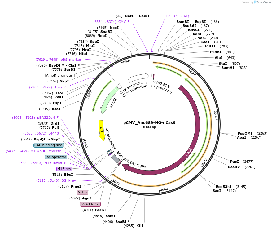 163527-plasmid-map-sequence-id-320358