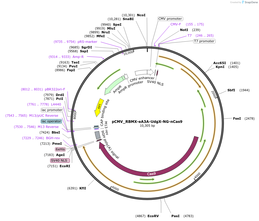 163551-plasmid-map-sequence-id-320360