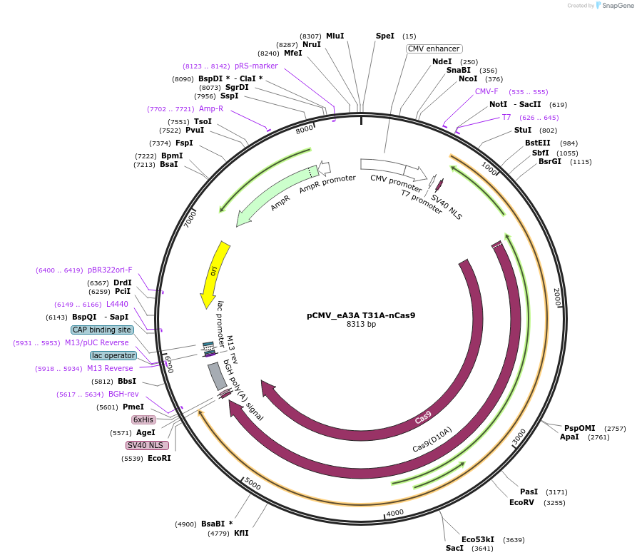 163538-plasmid-map-sequence-id-320361
