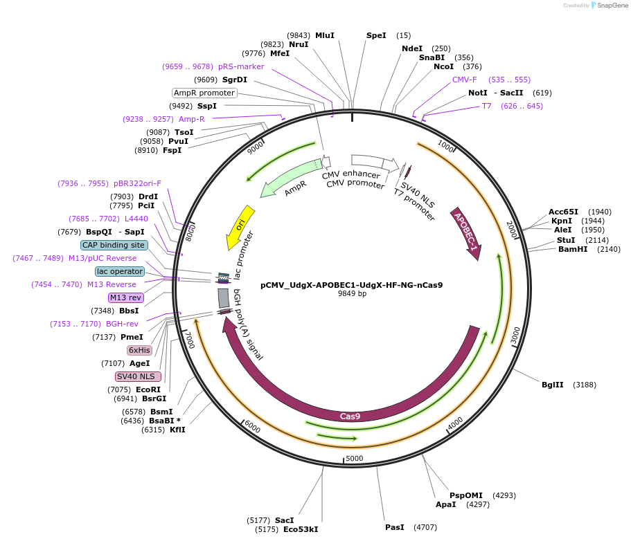 163561-plasmid-map-sequence-id-320365