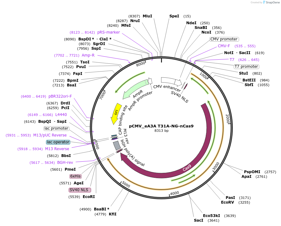 163539-plasmid-map-sequence-id-320366