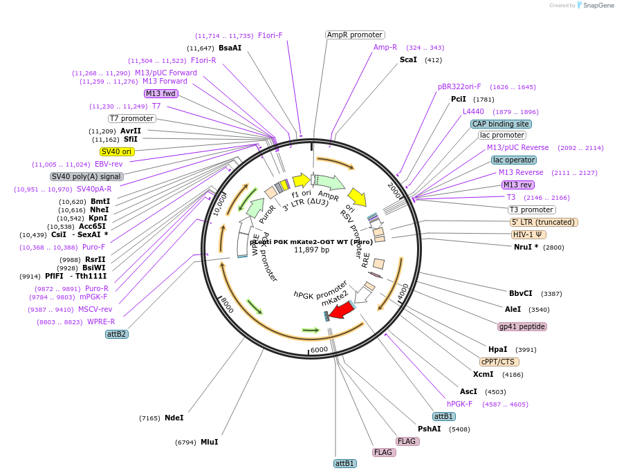 154290-plasmid-map-sequence-id-320475