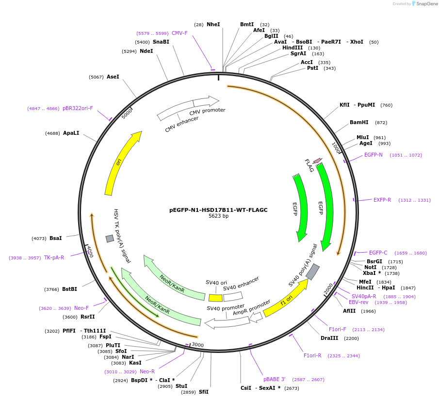 161903-plasmid-map-sequence-id-320522