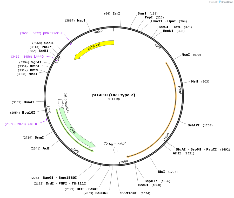 157888-plasmid-map-sequence-id-320574