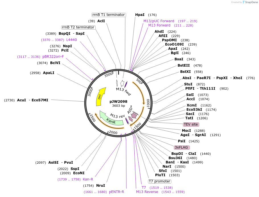 163094-plasmid-map-sequence-id-320582