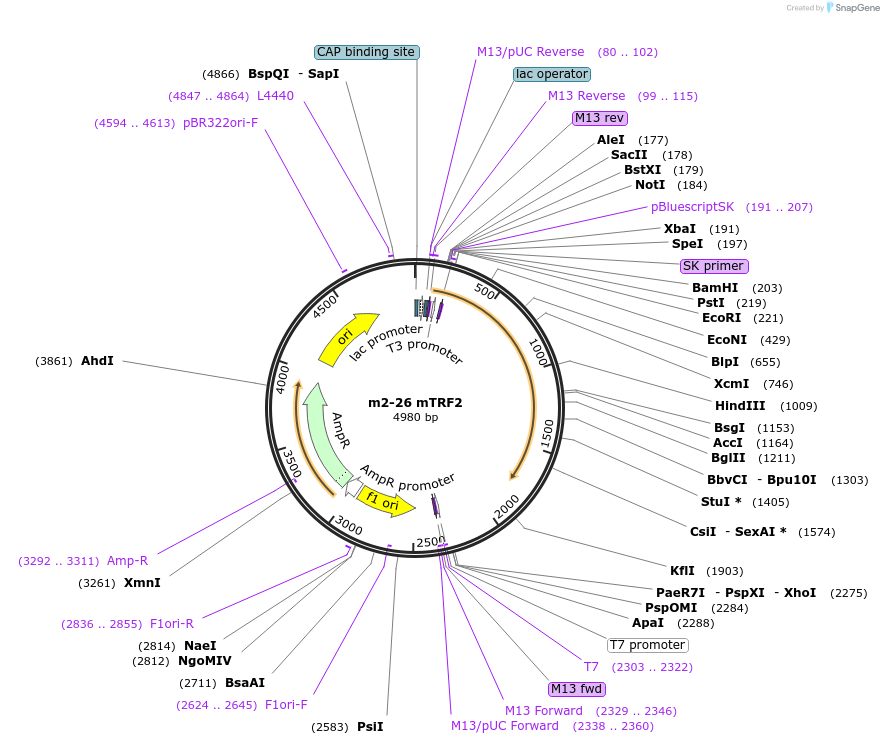 12300-plasmid-map-sequence-id-320601