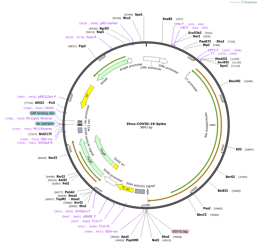 161029-plasmid-map-sequence-id-320615