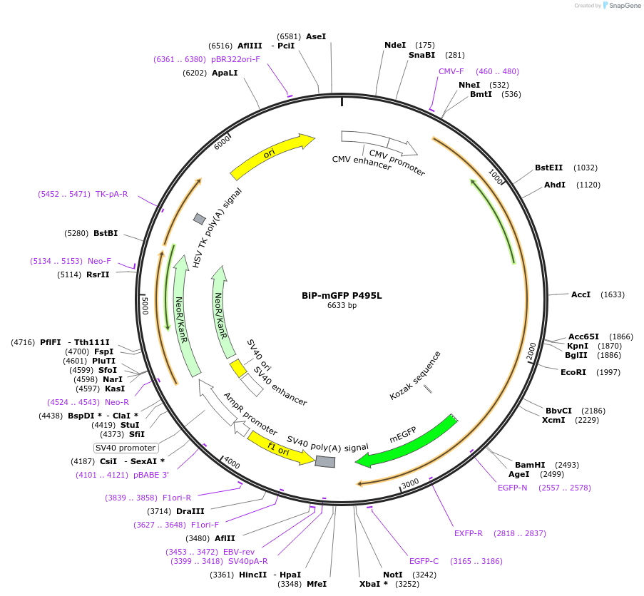 62232-plasmid-map-sequence-id-320616