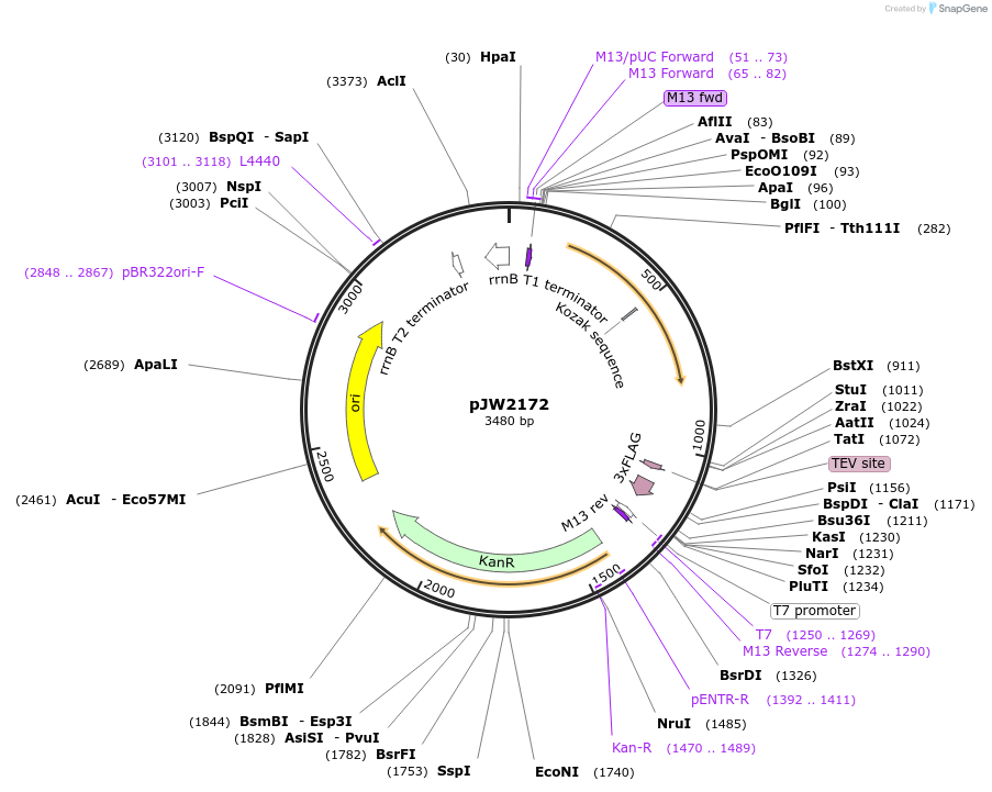 163096-plasmid-map-sequence-id-320618