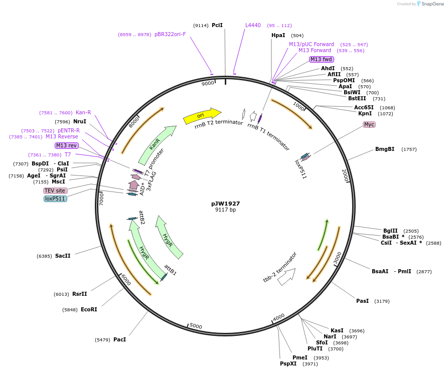 163093-plasmid-map-sequence-id-320623