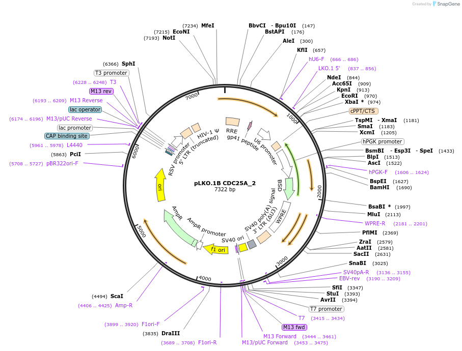 160768-plasmid-map-sequence-id-320626