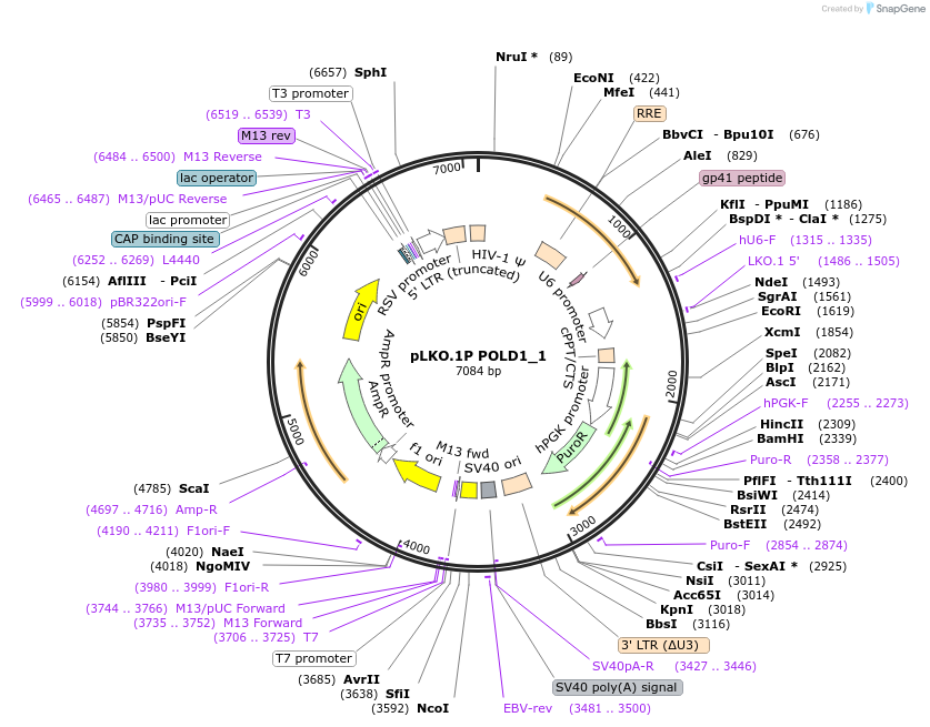 160791-plasmid-map-sequence-id-320629