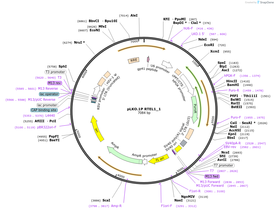 160799-plasmid-map-sequence-id-320630