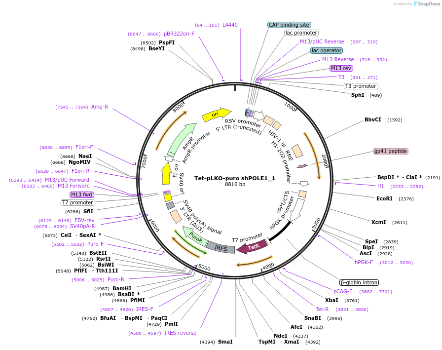 160810-plasmid-map-sequence-id-320631