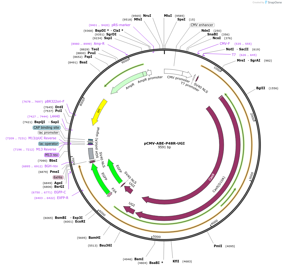 161817-plasmid-map-sequence-id-320651