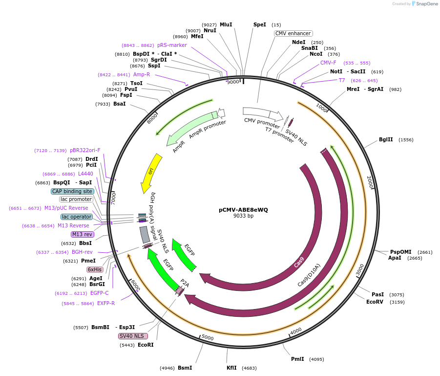 161815-plasmid-map-sequence-id-320654