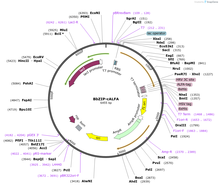 160498-plasmid-map-sequence-id-320675