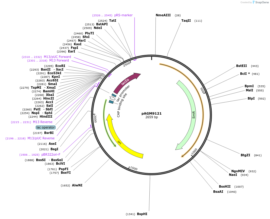51833-plasmid-map-sequence-id-320697