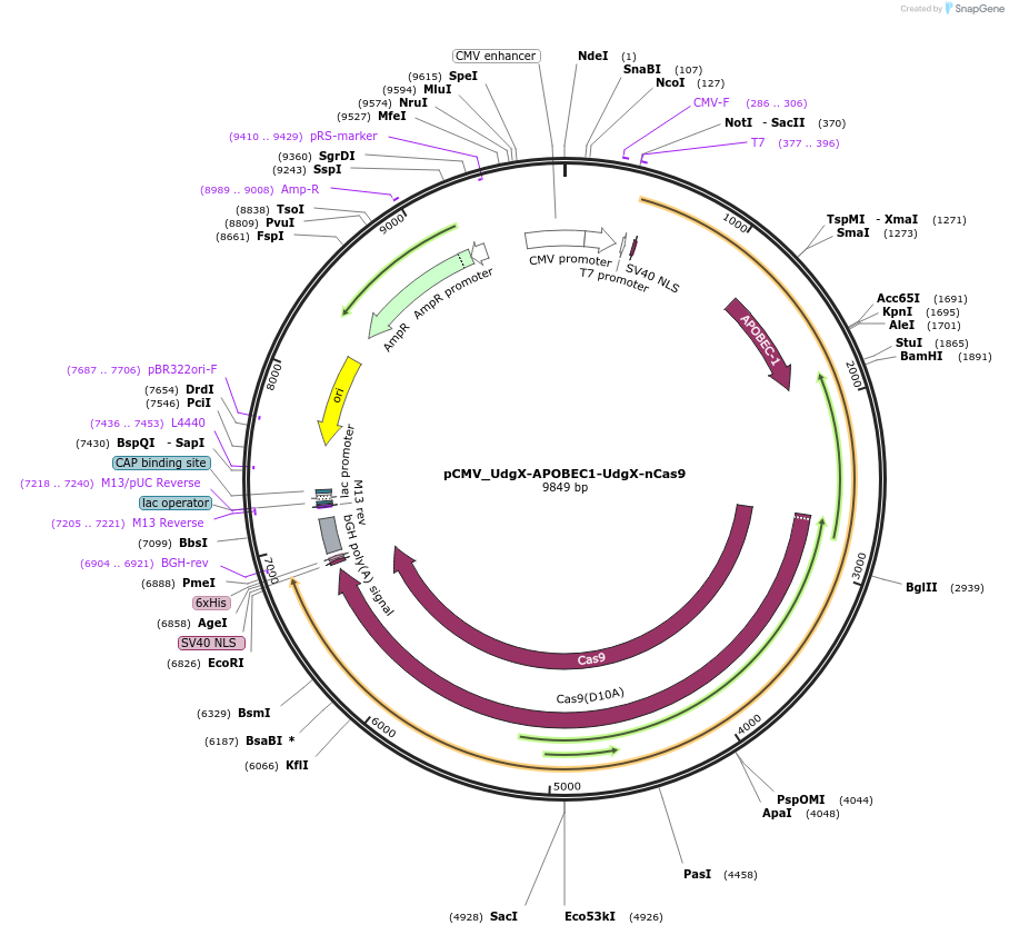 163555-plasmid-map-sequence-id-320698