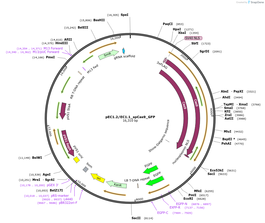 161933-plasmid-map-sequence-id-320699