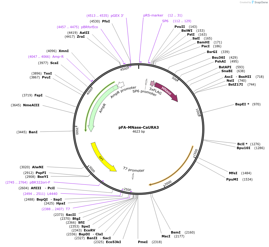162461-plasmid-map-sequence-id-320701
