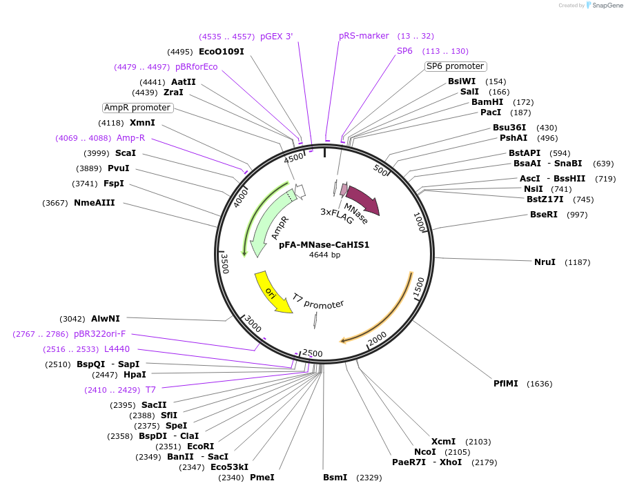 162462-plasmid-map-sequence-id-320702